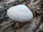 Óriás bocskorosgomba (Volvariella bombycina), Budai-hegység